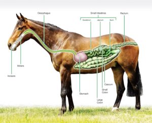 Horse Digestive System - HorseHage