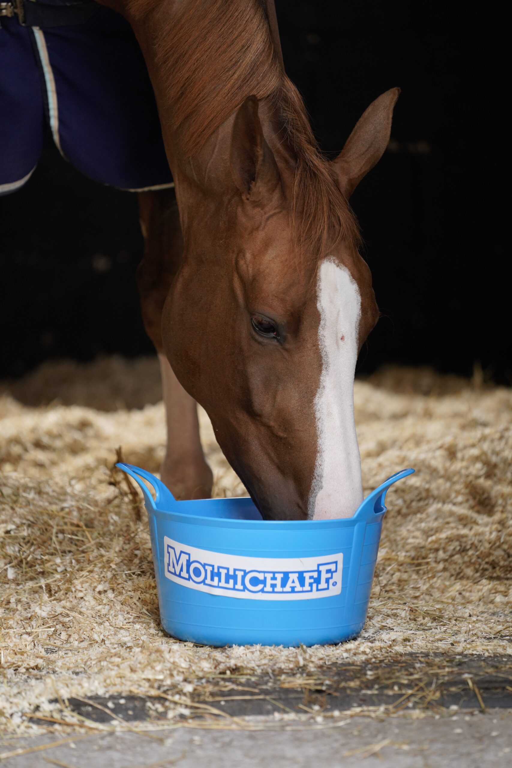 Feeding Older Horses - HorseHage