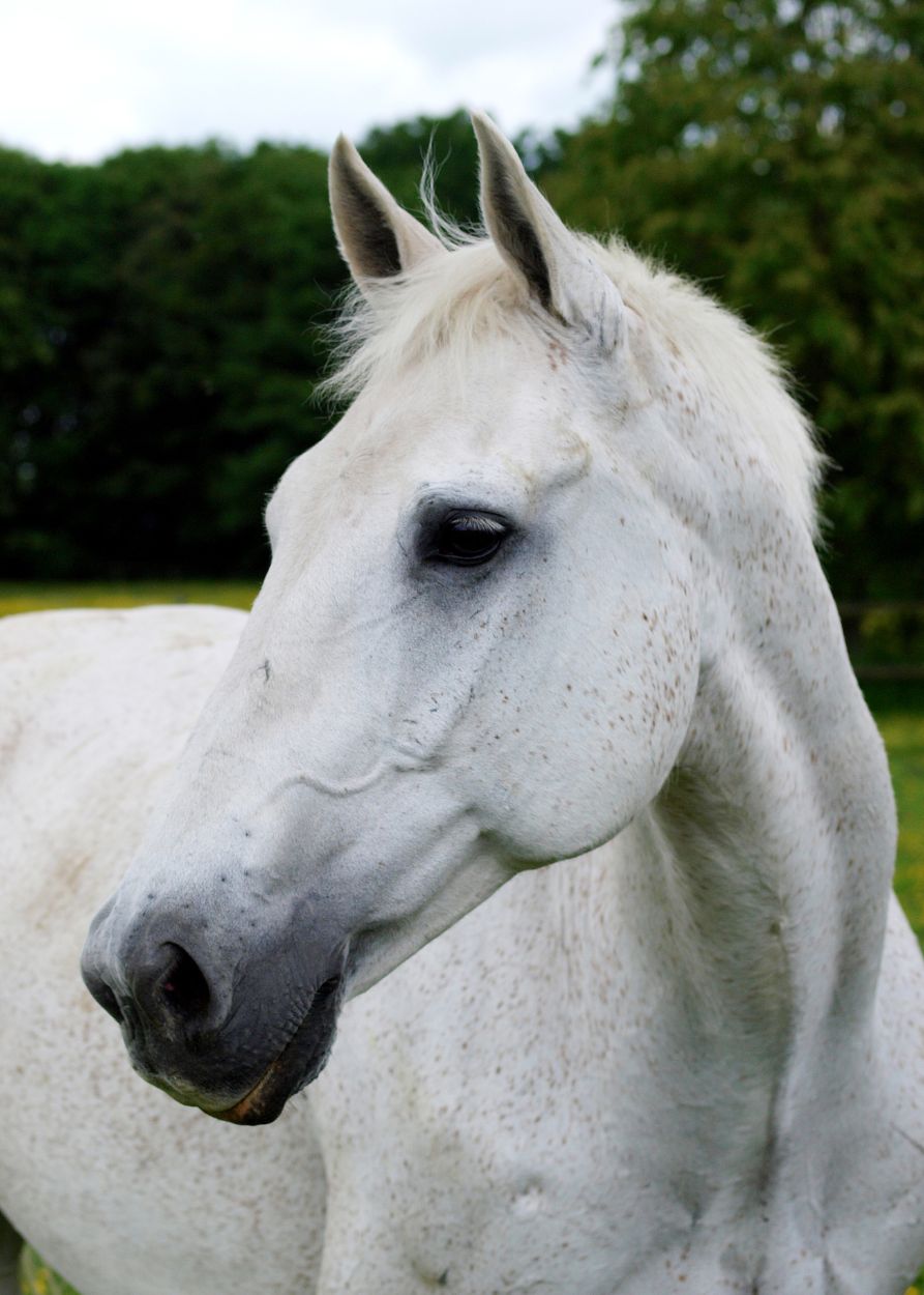 Feeding Older Horses - HorseHage